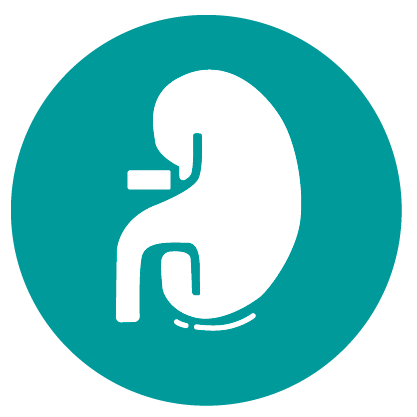 Kidney